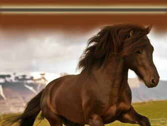 Horse Wallpaper Animal Spot