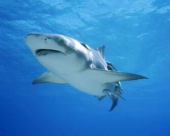 Tiger Sharks Pictures Ing Gallery