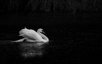 Animal Mute Swan Wallpaper