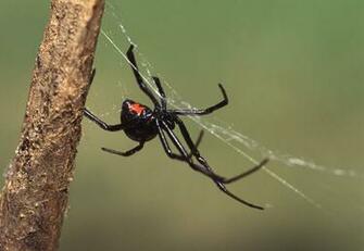 Black Widow Spider Wallpaper