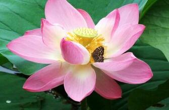 Pink Lotus Flower Wallpaper Pictures Image