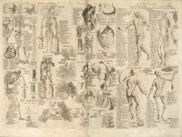Animal Anatomy Wallpaper Posted By Ryan Simpson