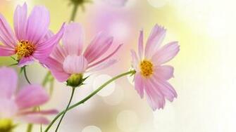 Wallpaper Pink Daisy Delicate Flowers Widescreen On The