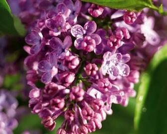 Wallpaper Lilac Spring All The You Need