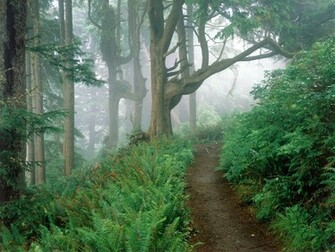 Cape Lookout State Park Oregon Id Forests Photography