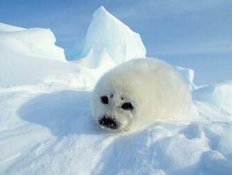Seal Wallpaper Jpg