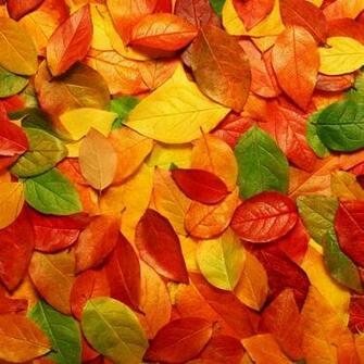 Autumn iPad HD Wallpaper Retina