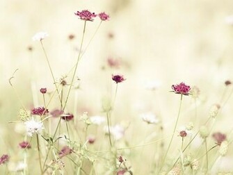 Light Pink Flower Background Background
