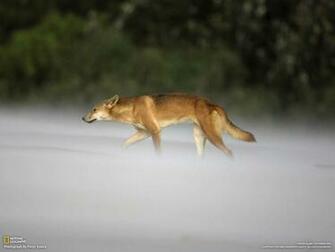 Dingo HD Desktop Wallpaper 7wallpaper Net