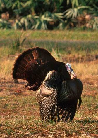 Nwtf Wallpaper On