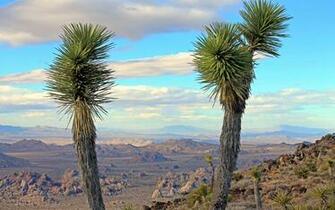 Joshua Tree National Park HD Wallpaper All