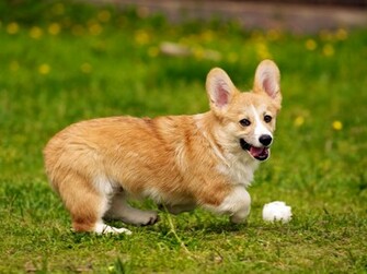 HD Wallpaper Dog Pembroke Welsh Corgi X Kb Jpeg