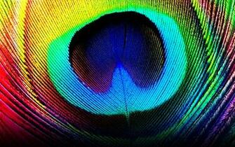 Wallpaper Of Peacock Feathers HD