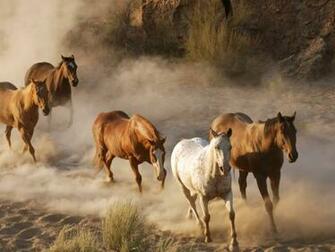 HD Animals Wallpaper White Wild Horses