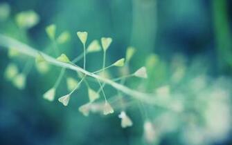 Macro Plant Nature Wallpaper HD