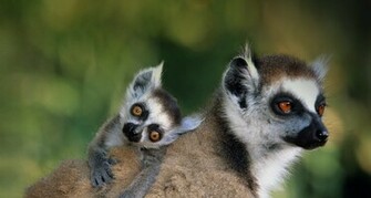 Ring Tailed Lemur Close Up Of A With