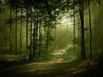 Forest Desktop Wallpaper HD Background Of Your Choice
