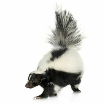 Don T Remember Dropping The Skunk Ken Davis
