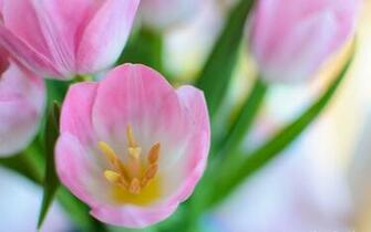 Pink Tulips Wallpaper