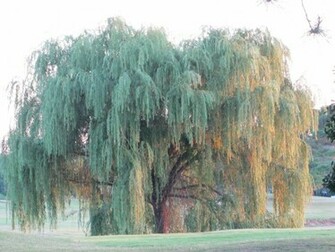 Beautiful Weeping Willow Tree Wallpaper