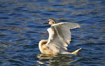 Desktop Wallpaper Pictures Birds Crimean Winter Crimea Image