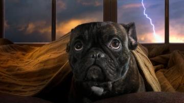 During Thunderstorm Dog Sneaks Into Couple S Home To Snuggle