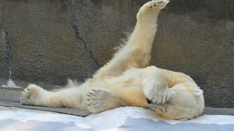 Polar Bear Widescreen Wallpaper