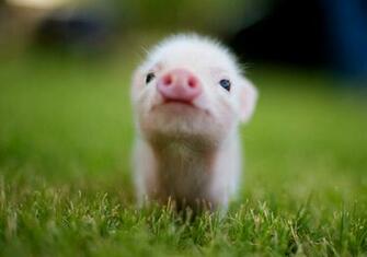 Cute Animal Wallpaper