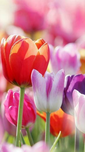 Spring Flowers Tulips iPhone Wallpaper 5s 5c