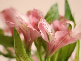 Tiger Lily Wallpaper