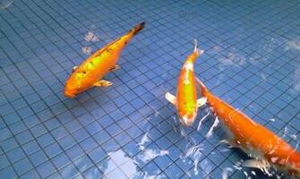 Koi Ala Moana Mall Wallpaper On My Cellular Phone