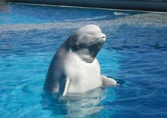 Beluga Whale Wallpaper