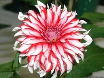 Desktop Wallpaper Flowers Background Dahlia Show