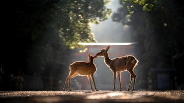 Deer Animal Wallpaper 4k HD Pc 6080f