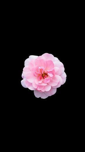 Black Flower Wallpaper Image