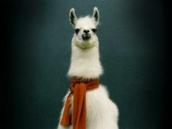 Animals Llama Wallpaper