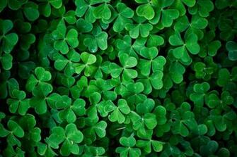 Green Leaves Wallpaper Net
