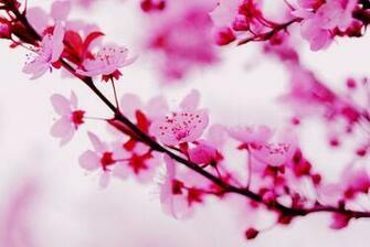 Pink Spring Flowers By Sherbet Photography On