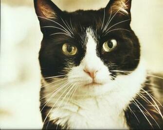 Animal Tuxedo Cat Wide HD Wallpaper Image