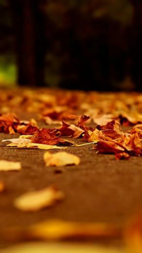 iPhone Wallpaper Fall