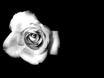 Black And White Rose Wallpaper