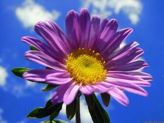 Desktop Wallpaper Flowers Background Big Purple Gerbera In The