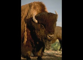 Bison Wallpaper