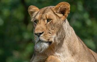 Wallpaper Look Face Portrait Beard Lioness Green Background