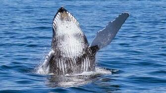 Wallpaper Say Hello To Humpback Whale