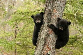 Black Bears Low Jpg