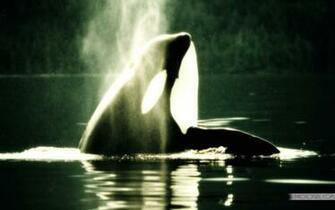 Animal Wallpaper