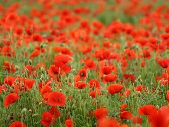 Flowers Wallpaper For Desktop