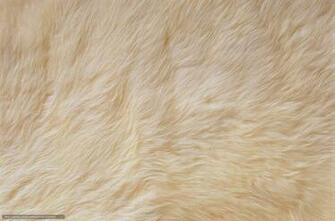 Wallpaper White Fur Textures Skin Desktop In