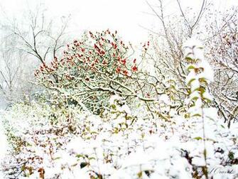 Winter Flowers By Gabrieloravetz